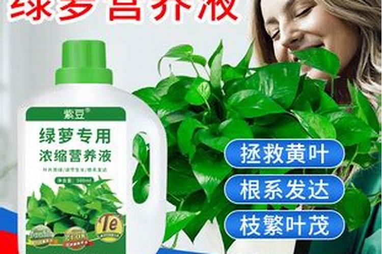 如何自制花肥养绿萝？