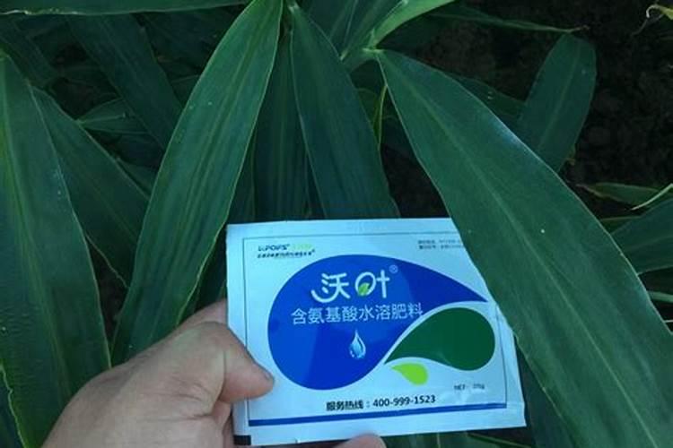 叶面肥肥害影响产量,田间施用须注意这些