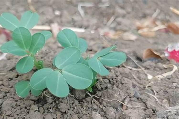 花生需要追肥吗,怎么追肥