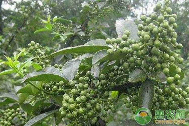 重庆江津地区地区的酒业青花椒每次用药的时候都可以用磷酸二氢钾吗...