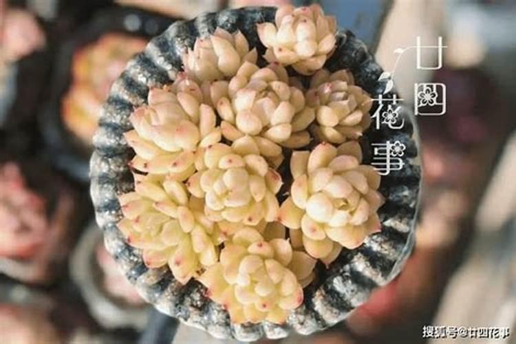 多肉高钾肥浓度多少合适ec值us/cm