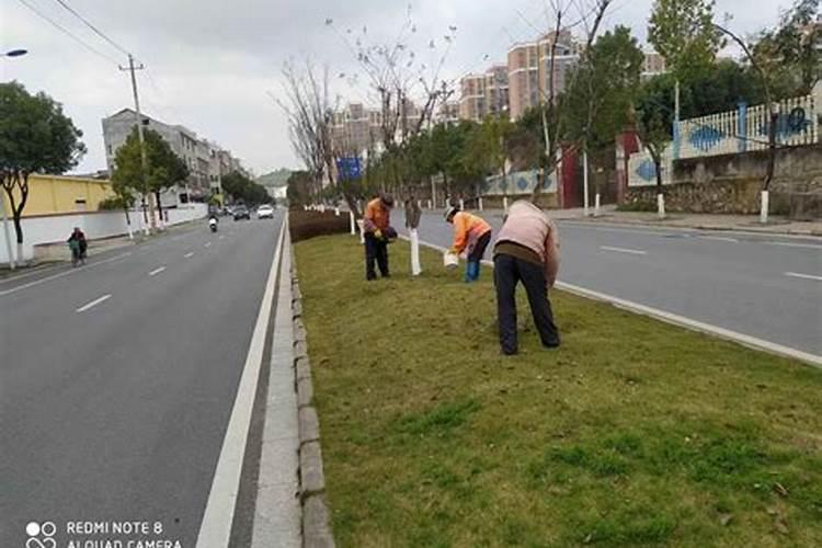 银杏行道树施肥需要注意些什么