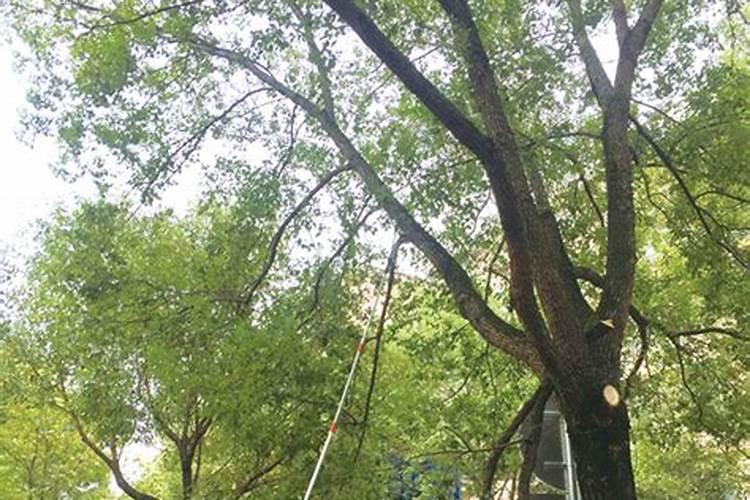 苗圃地施肥的时期