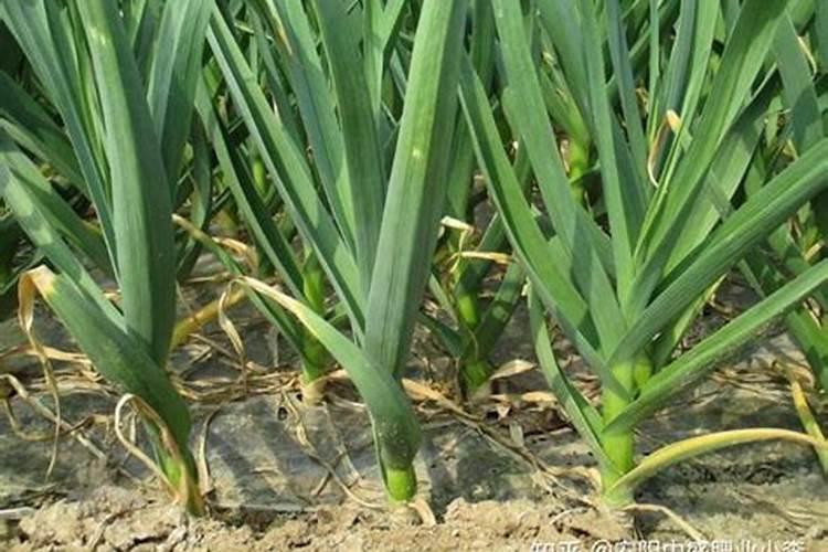 大蒜为什么要撒草木灰？撒草木灰最佳时间是什么时候？