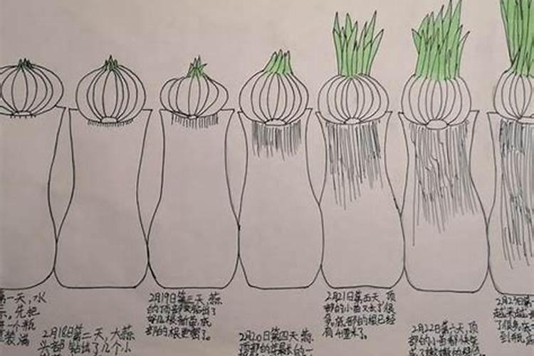 种大蒜需要什么肥料最好
