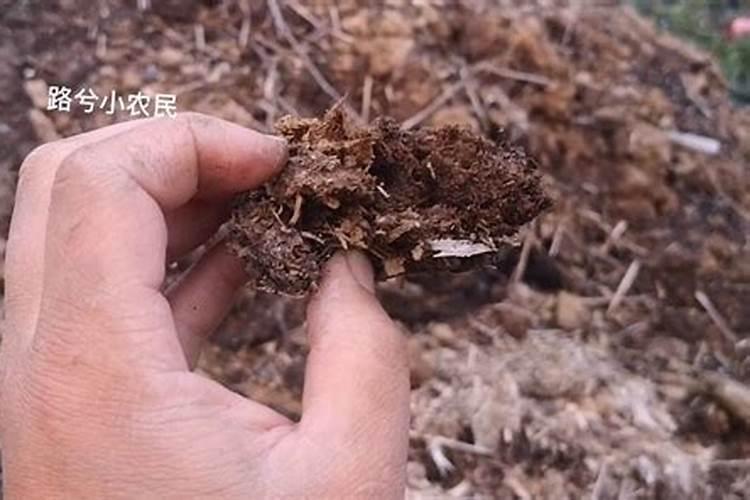 什么肥料对兰花发芽生根开花最好