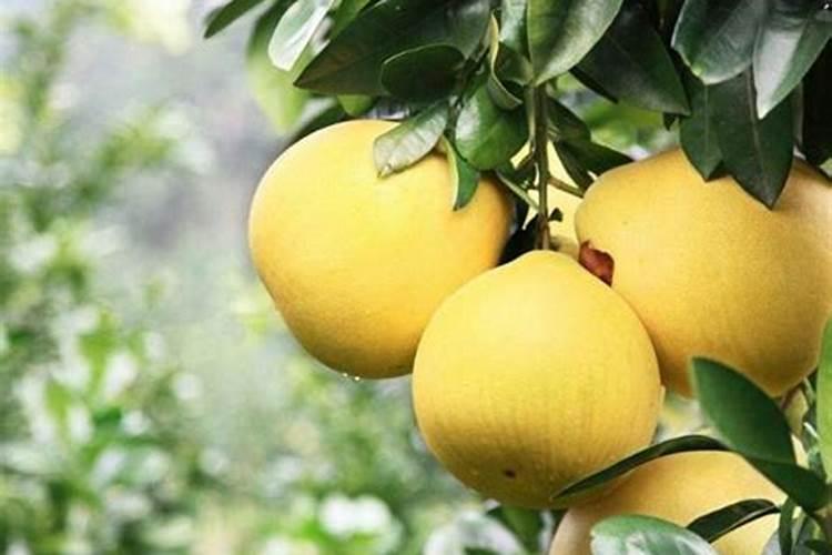柚子施肥注意哪些事项