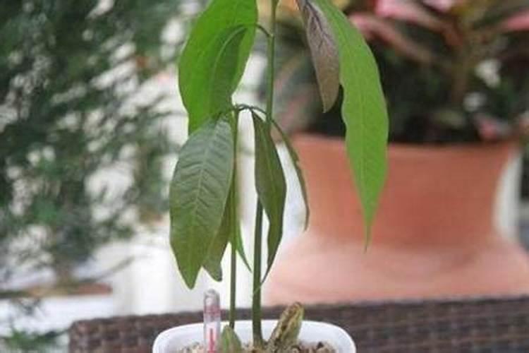 芒果高产施肥的方法!芒果用什么肥料？