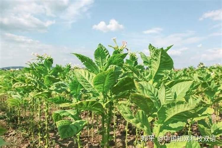 烤烟氮肥过多不落黄剥皮有用吗？