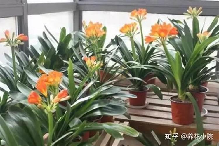 肉质根弱的时候如何加强？