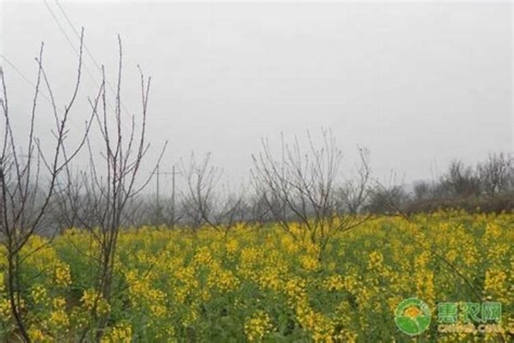 棉花的花是什么时候开的 ,棉花的花期在几月份