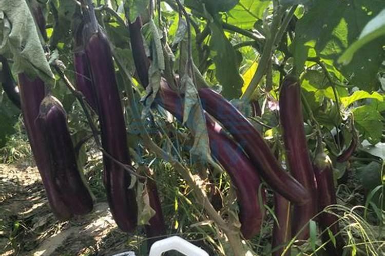 茄子不爱结果使用什么肥料
