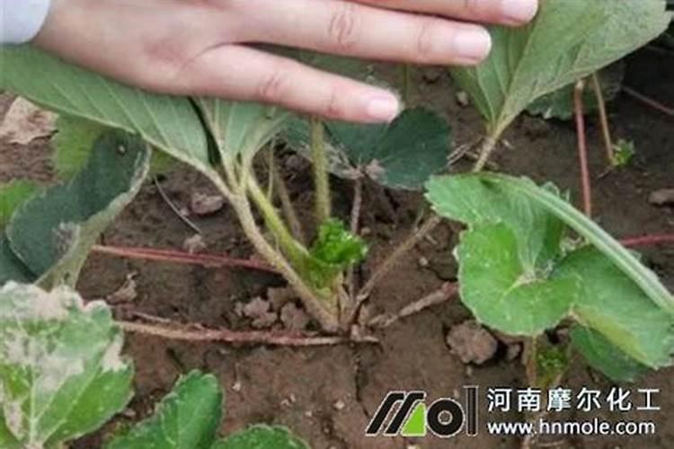 冲什么肥料防止冻伤草莓？草莓受冻后补救良方