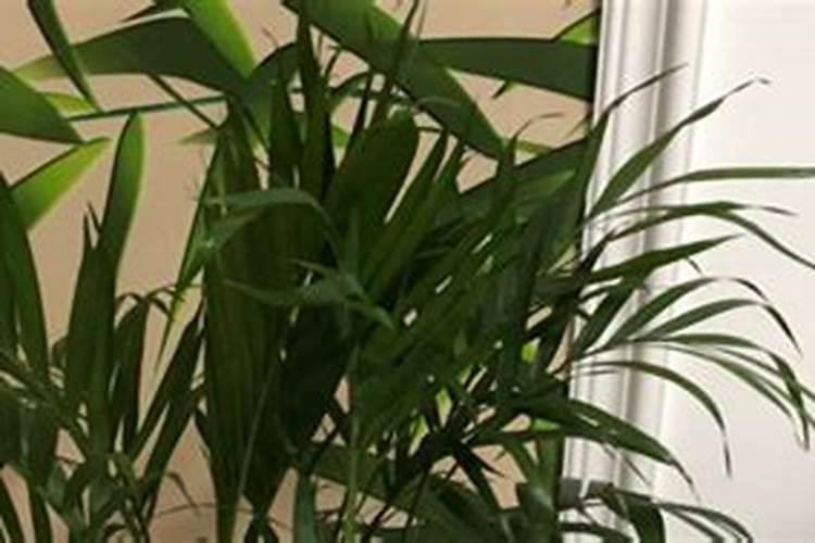 茉莉花大量元素水溶肥用什么好