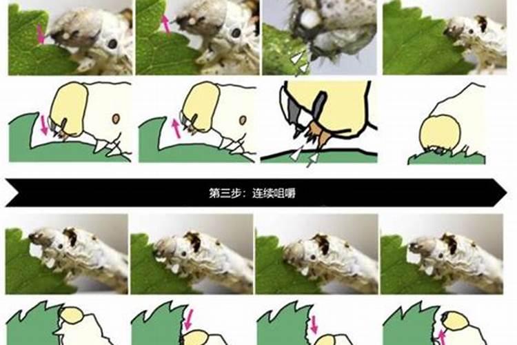 桑叶是否可以喂鱼,对鱼有什么影响？