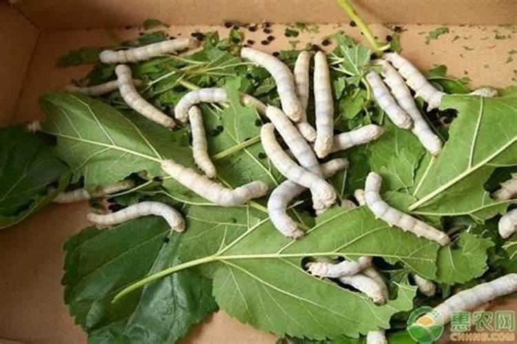 桑叶可以用来喂草鱼吗 草鱼吃桑叶会不会中毒