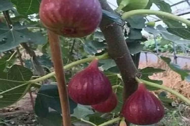 硼肥的作用 缺硼和硼肥过量症状