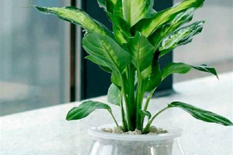 磷肥可以兑水浇花吗 磷肥对花卉的作用是什么