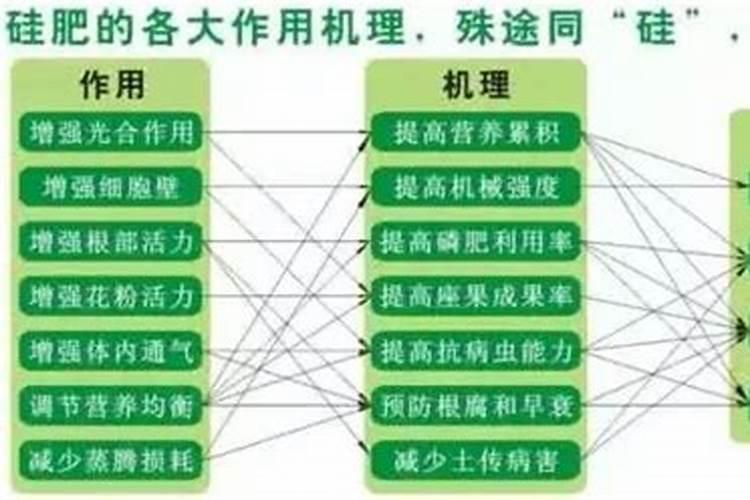 水稻硅肥正确使用方法 什么时候使用效果好