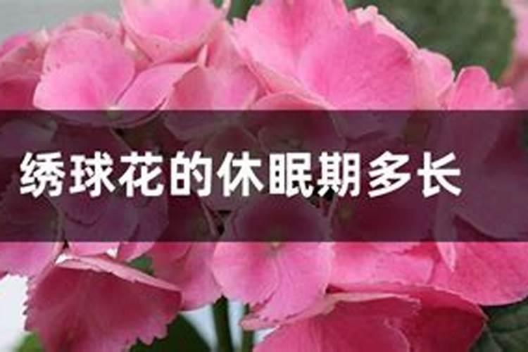 锦带花有休眠期吗 养锦带花要注意什么
