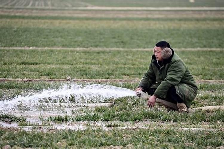 小麦返青期黄叶别慌!真相+实用方案请收好!