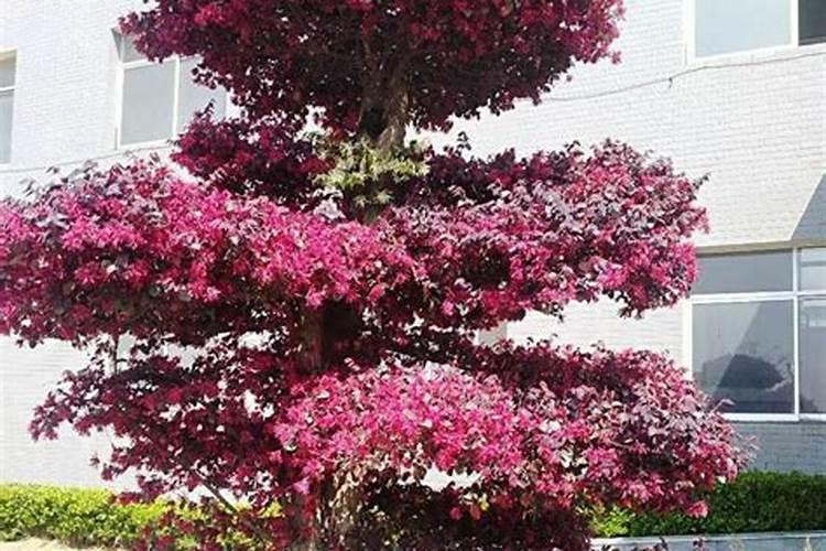 头一年栽的绿化树施肥一棵树多少斤