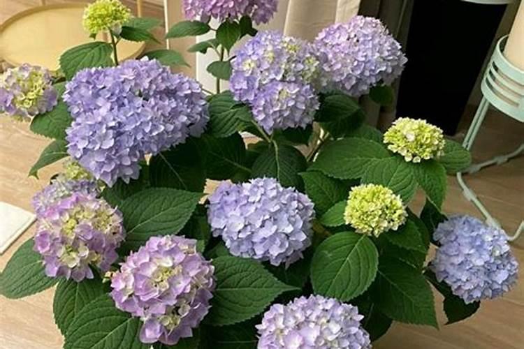 百合花需要什么肥料最好