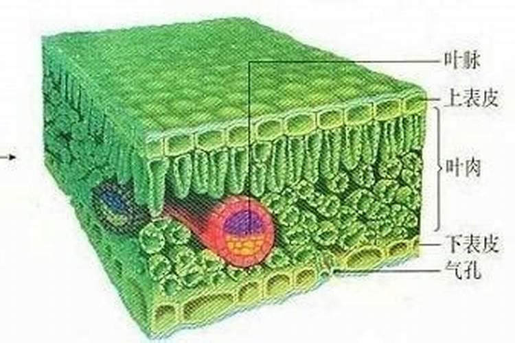 观叶植物用什么肥最好