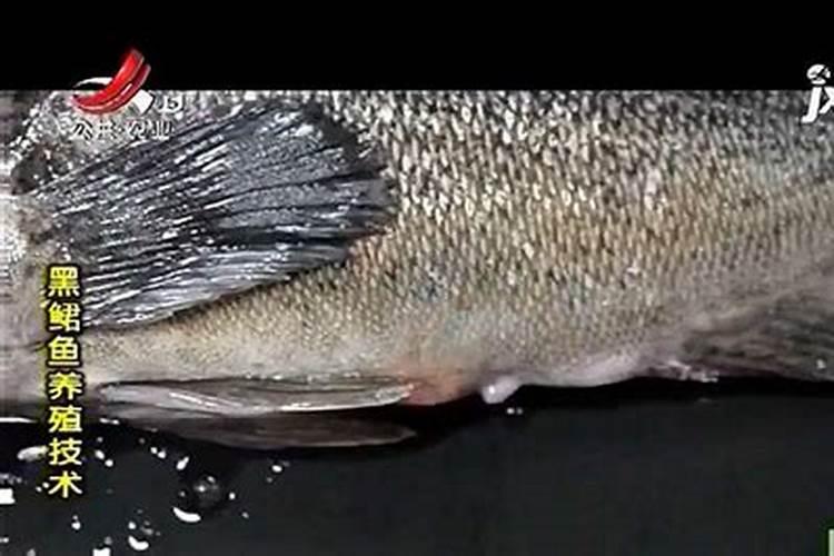 草缸里钾肥过多有什么影响呢？