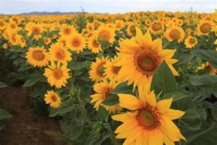 葵花施肥时间介绍 葵花什么时候施肥