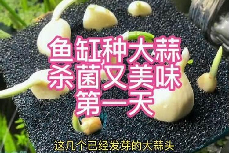 大蒜叶片岁黄,根系不发大是什么原因？