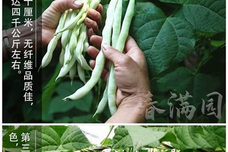 豇豆高产施肥,适合用什么肥料？需要注意什么？