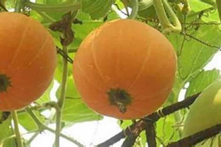 家庭盆栽的南瓜不结果是啥肥多？