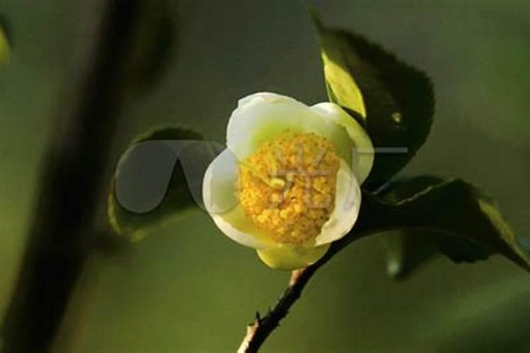 茶花开过败花怎样处理