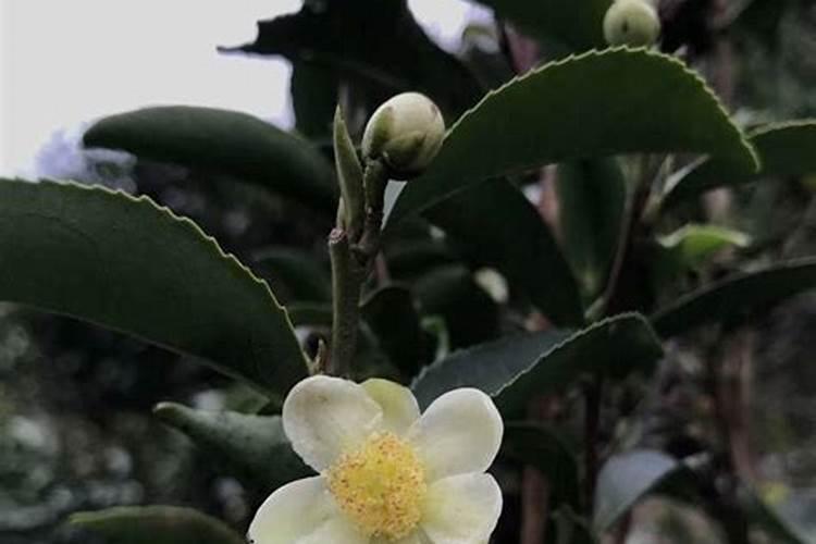 如何抑制茶树开花