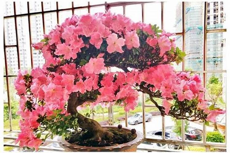 硼肥用量过多怎么办