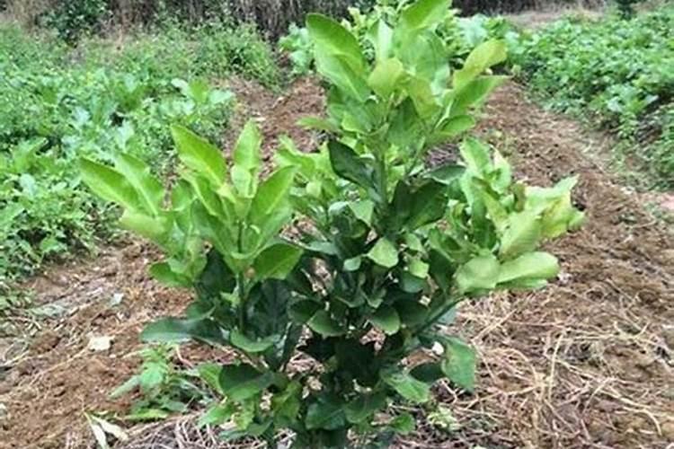 哪里能吃到最好吃的蜜柚？