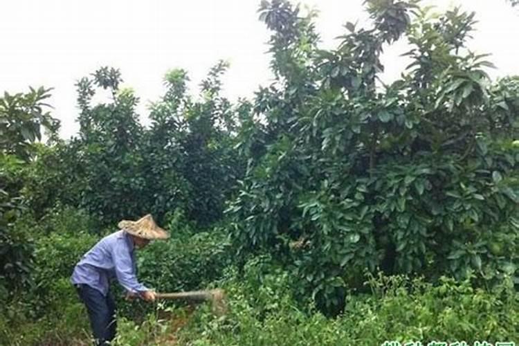 果树春季施肥施什么肥好？