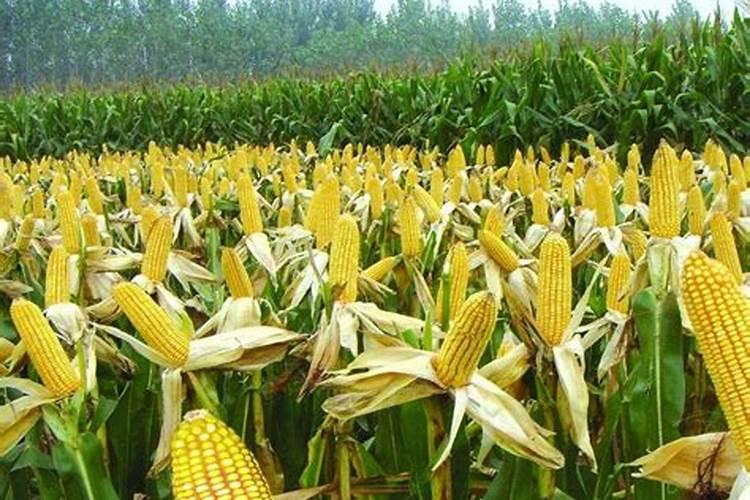 玉米最后一次施肥用什么肥好 能用尿素吗