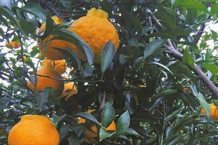 吊柑用什么方法好