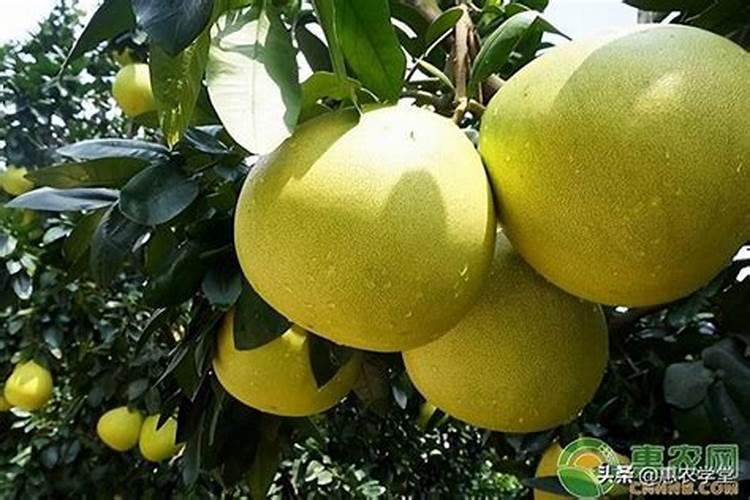 柚子开花期怎样施肥