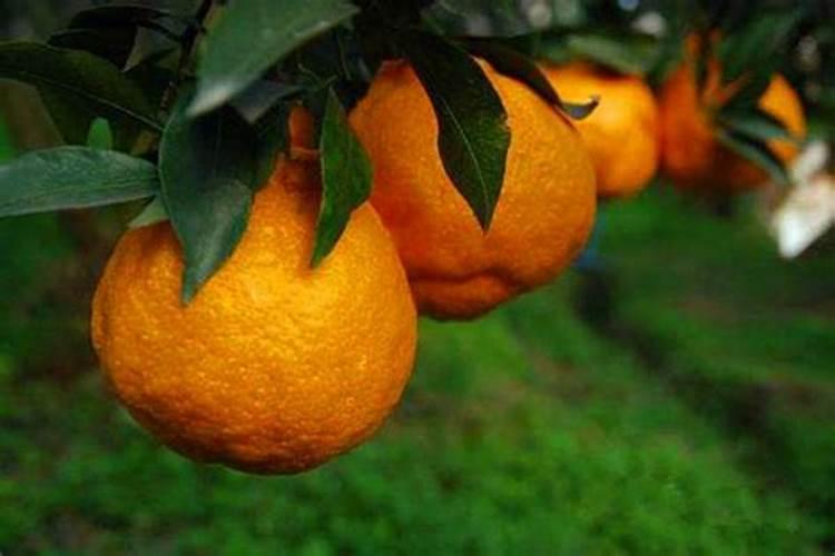 不知火该怎么施肥