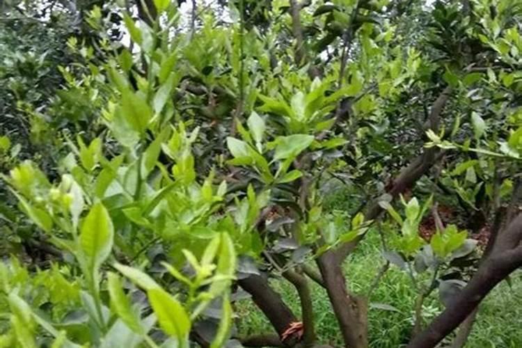 丑柑怎么种植管理法？
