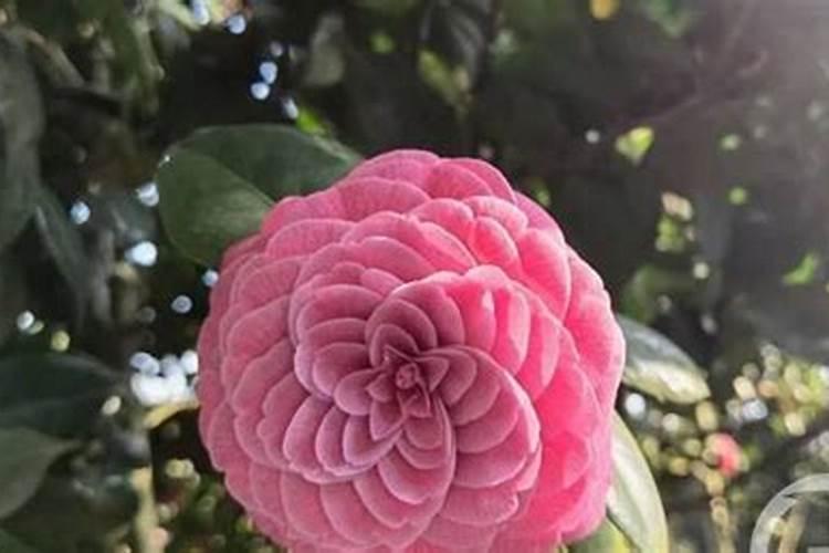 盆栽山茶花的施肥管理,注意以下九点,再也不担心不会养花了