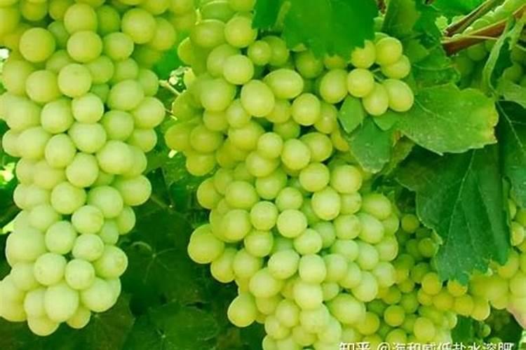 木醋液水溶肥新疆采购价格