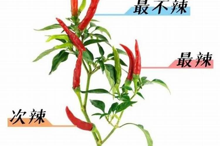 辣椒膨大需要什么元素