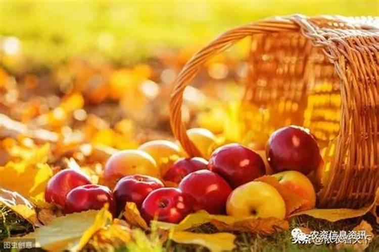 荔枝叶片卷曲,叶片背面长满了像铁锈一样的东西,这是什么病虫害？