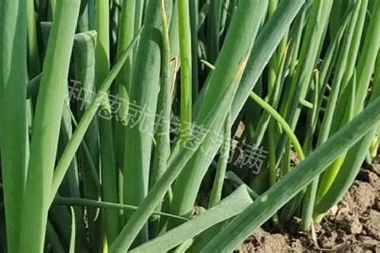 水稻钾肥什么时候施