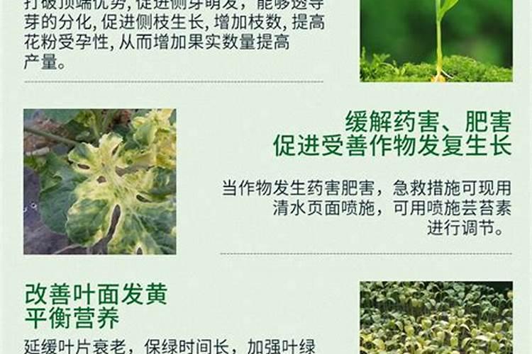 花生什么时候打芸苔素