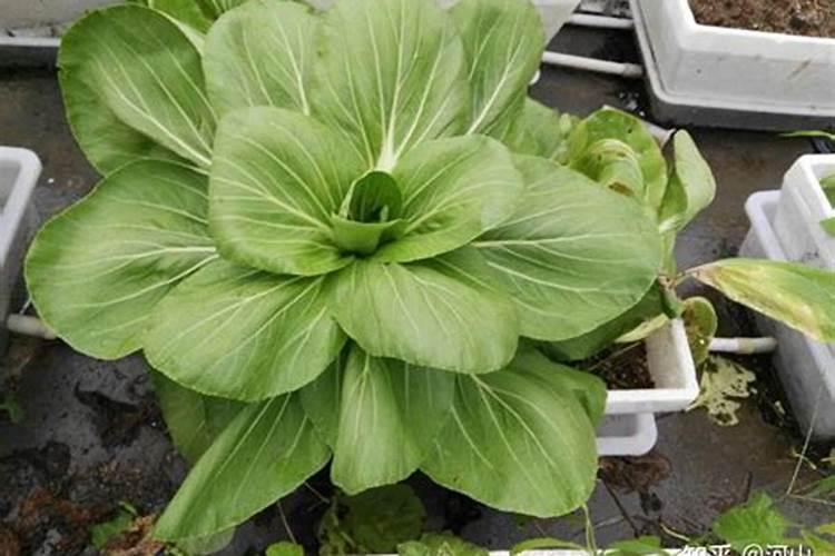 叶菜类蔬菜的施肥方法